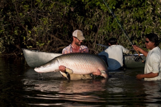 Rewa Jungle Fish Articles Fly Dreamers