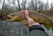 Anguel Dimitrov 's Fly-fishing Catch of a Brown trout – Fly dreamers 