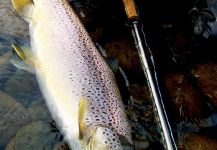 Jonatan Rodriguez 's Fly-fishing Photo of a English trout – Fly dreamers 