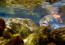 Landlocked Salmon