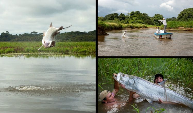 Read Stephan Gian Dombaj's article about Costa Rican jungle tarpon here: <a href="http://fin-chasers.com/#8">http://fin-chasers.com/#8</a>