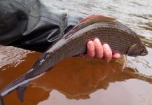 Fly-fishing Photo of Grayling shared by Geoff Johnston – Fly dreamers 