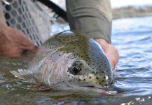 Michael Stack 's Fly-fishing Photo of a Rainbow trout – Fly dreamers 