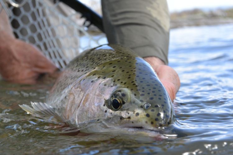 A thick Beaverhead River Rainbow!