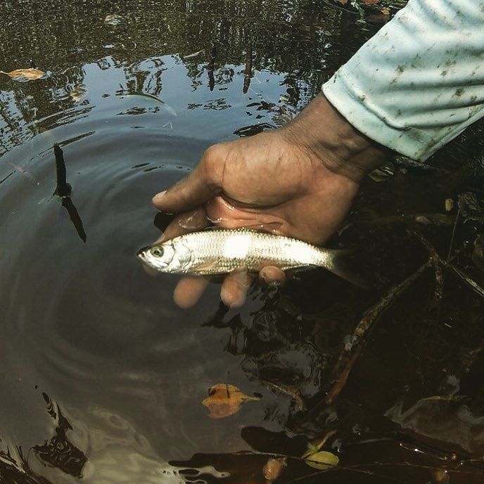 News: Calling All Juvenile Tarpon Anglers!