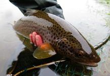 Geoff Johnston 's Fly-fishing Pic of a Brownie – Fly dreamers 