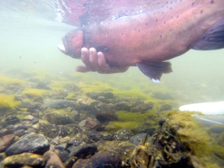 Upper Owens River, Benton Crossing, California, United States