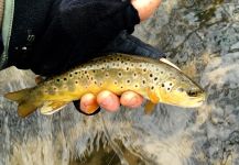  Foto de Pesca con Mosca de European brown trout por David Henslin – Fly dreamers 