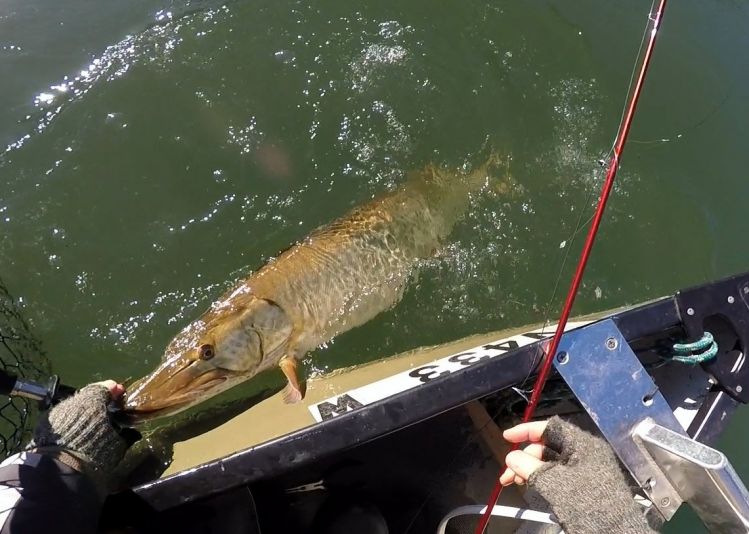 Releasing my first musky of the year.