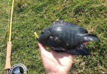 Fly Fishing for Chameleon Cichlid in Canelones - Fly dreamers 