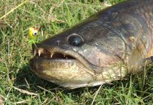 Fly-fishing Image of Wolf Fish shared by Carlos Benarducci – Fly dreamers