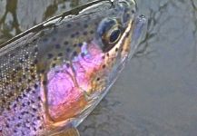 Max Sisson 's Fly-fishing Picture of a Rainbow trout – Fly dreamers 