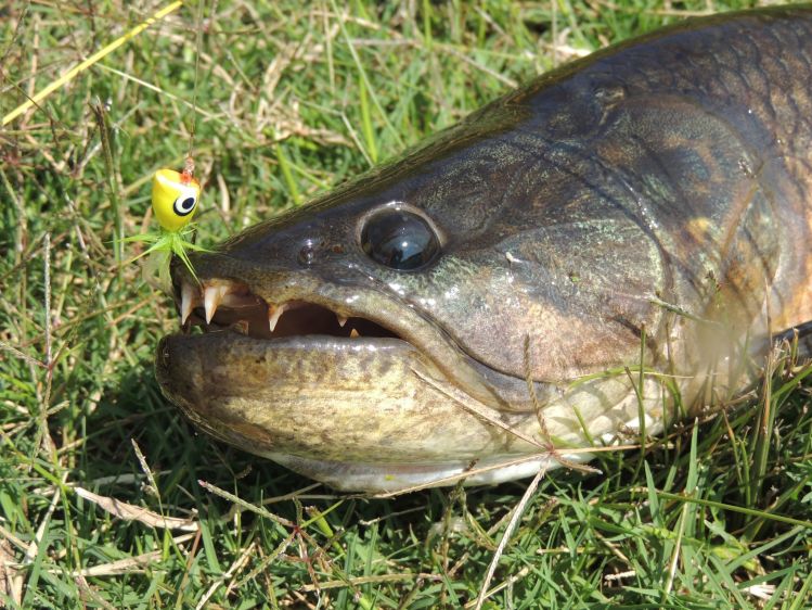 Pescando chanchitas ,de milagro no cortó el tippet