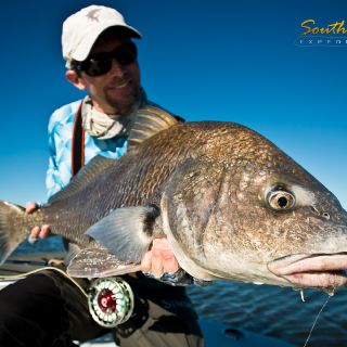 Big black drum on fly