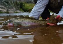DIEGO COLUSSI 's Fly-fishing Catch of a Rainbow trout – Fly dreamers 