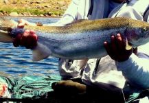 Great Fly-fishing Situation of Rainbow trout - Photo shared by SUR OUTFITTERS – Fly dreamers 