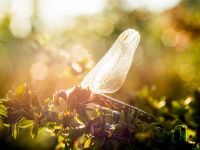 Fly fishing picture