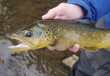  Fotografía de Pesca con Mosca de Trucha marrón compartida por Luke Alder – Fly dreamers