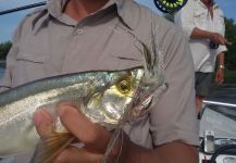 Pablo Costa Gonta 's Fly-fishing Pic of a Chafalote – Fly dreamers 