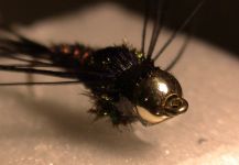 Pheasant -Tail