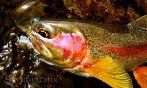 Big Wood River, Sun Valley, Idaho, United States