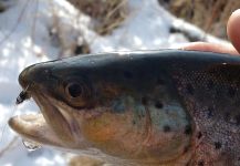  Foto de Pesca con Mosca de Salmo trutta compartida por Luke Alder – Fly dreamers