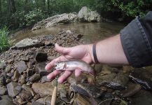 Fly-fishing Pic of Brook trout shared by Fin Feeder Flies – Fly dreamers 