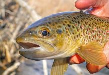  Fotografía de Pesca con Mosca de Trucha marrón por Luke Alder – Fly dreamers