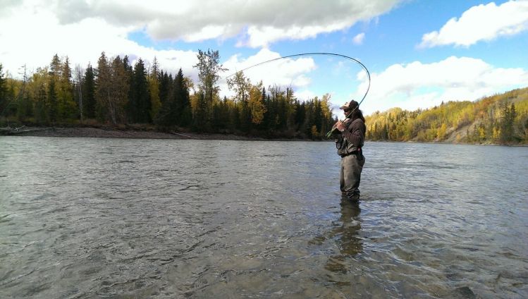 Fighting a nice steelhead on the Bulkley