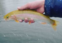  Foto de Pesca con Mosca de Trucha arcoiris compartida por Luke Alder – Fly dreamers