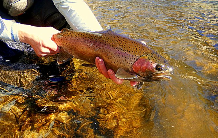 River, Jackson, Wyoming, United States