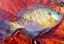Fly-fishing Photo of Bluegill shared by Max Sisson – Fly dreamers 