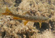  Fotografía de Pesca con Mosca de Trucha Tigre por Luke Alder – Fly dreamers 