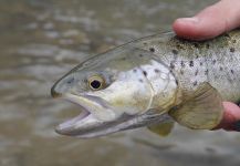  Imagen de Pesca con Mosca de Trucha marrón compartida por Luke Alder – Fly dreamers