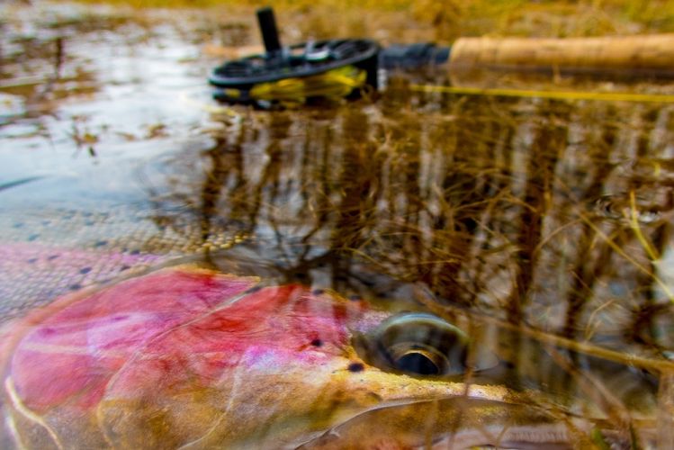 Steelhead eye