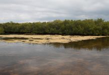 BTT: Everglades Restoration- Please Act Now!