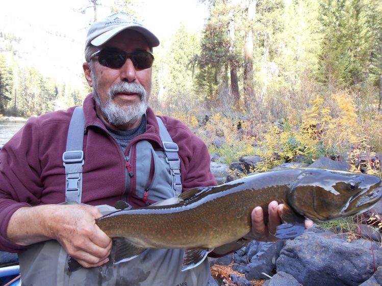 big powerful Bull trout