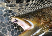 Dan Richards 's Fly-fishing Image of a German brown – Fly dreamers 