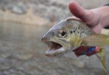  Fotografía de Pesca con Mosca de Salmo trutta por Luke Alder – Fly dreamers 