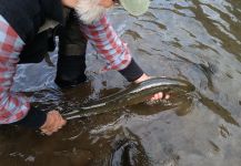 Michael Baird 's Fly-fishing Catch of a Steelhead – Fly dreamers 