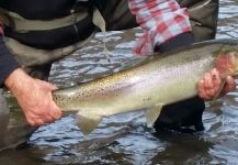 Michael Baird 's Fly-fishing Photo of a Steelhead – Fly dreamers 