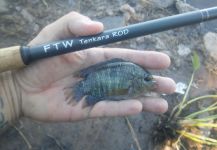 Juan Franco Menna 's Fly-fishing Catch of a Chameleon Cichlid – Fly dreamers 