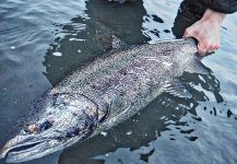 Luke Metherell 's Fly-fishing Photo of a Coho salmon – Fly dreamers 