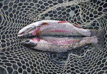 Luke Metherell 's Fly-fishing Picture of a Rainbow trout – Fly dreamers 