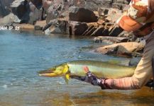 Kid Ocelos 's Fly-fishing Photo of a Bicuda – Fly dreamers 