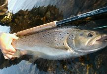 Jonatan Rodriguez 's Fly-fishing Photo of a English trout – Fly dreamers 