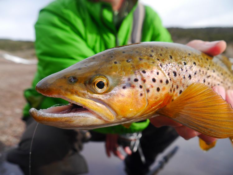 Really nicely colored up brown trout NY dad caught on Saturday.