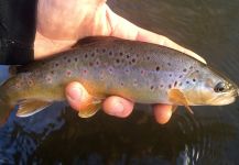  Imagen de Pesca con Mosca de Salmo fario compartida por David Henslin – Fly dreamers