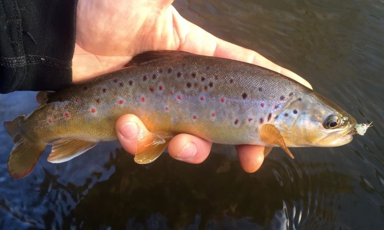 Healthy Driftless brown.