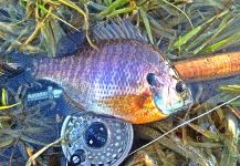 Max Sisson 's Fly-fishing Image of a Bluegill – Fly dreamers 